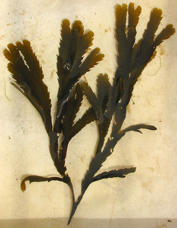 Image of toothed wrack