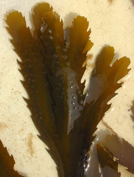 Image of toothed wrack