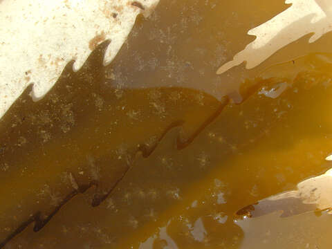 Image of toothed wrack