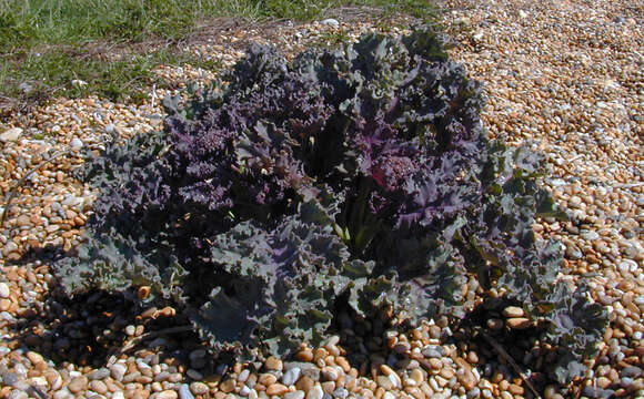 Image of sea kale