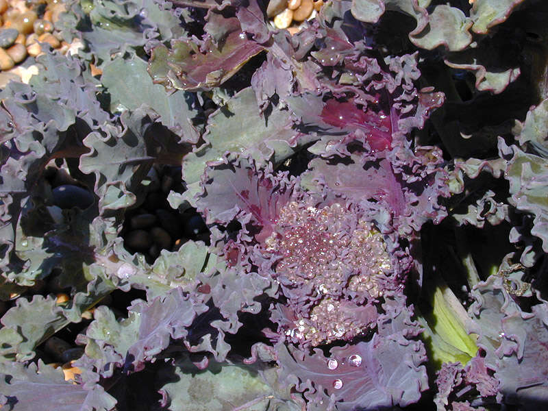 Image of sea kale