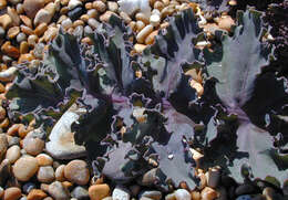 Image of sea kale