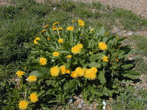 Image of dandelion