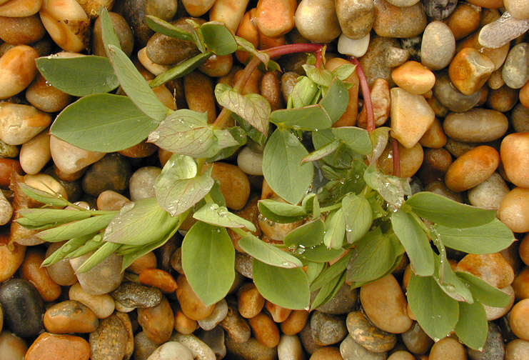 Lathyrus japonicus subsp. maritimus (L.) P. W. Ball resmi