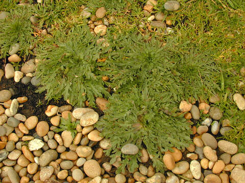 Image of buckhorn plantain