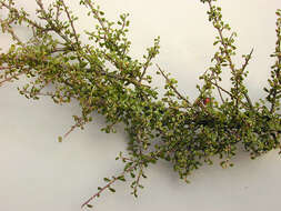 Image of Cotoneaster integrifolius (Roxb.) Klotz