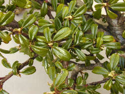 Image of Cotoneaster integrifolius (Roxb.) Klotz