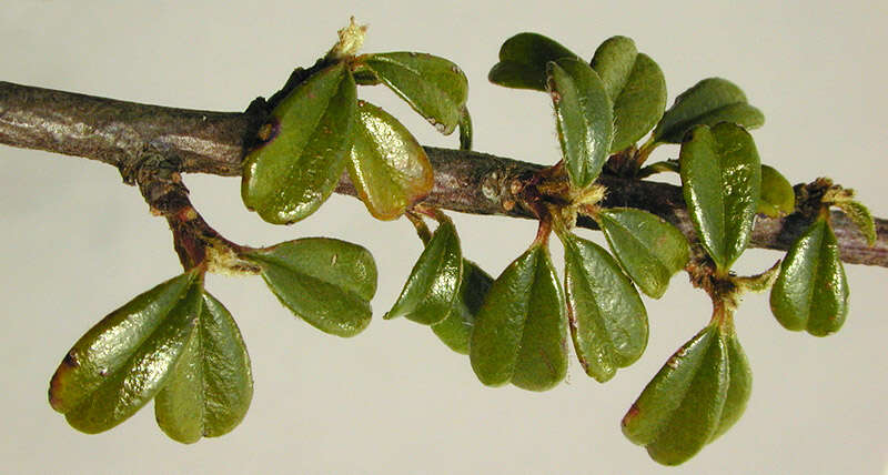 Image of Cotoneaster integrifolius (Roxb.) Klotz