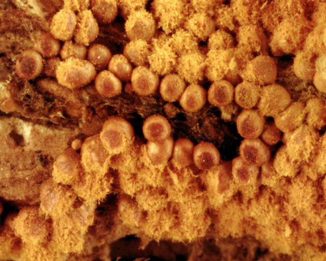 Image of Trichia persimilis