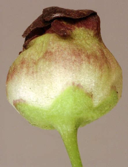 Image of Contarinia scrophulariae Kieffer 1896