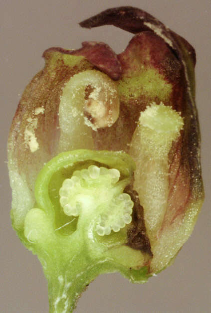 Image of Contarinia scrophulariae Kieffer 1896