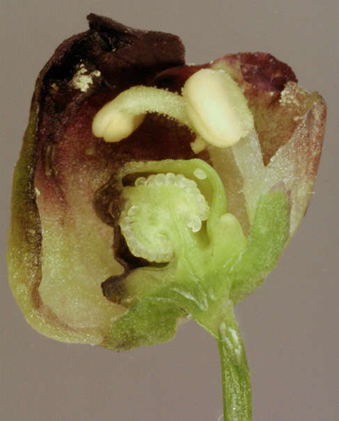 Image of Contarinia scrophulariae Kieffer 1896