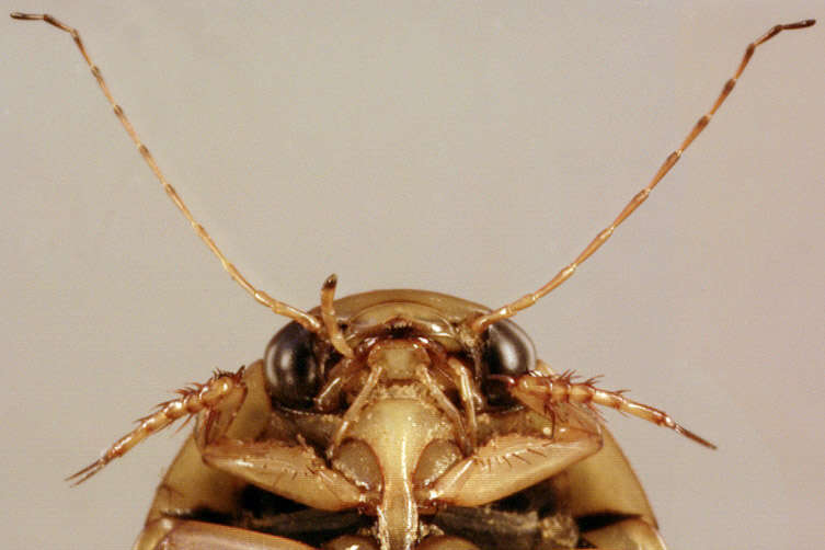 Image of Grooved Diving Beetle