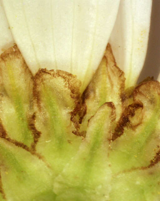 Imagem de Tripleurospermum inodorum (L.) Sch.-Bip