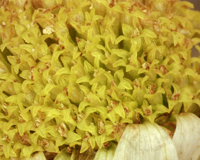 Image of scentless false mayweed