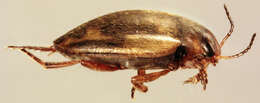 Image of Hydroporus palustris (Linnaeus 1761)