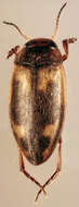 Image of Hydroporus palustris (Linnaeus 1761)