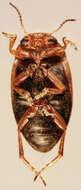 Image of Hydroporus palustris (Linnaeus 1761)