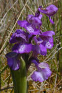 Image of Green-winged Orchid