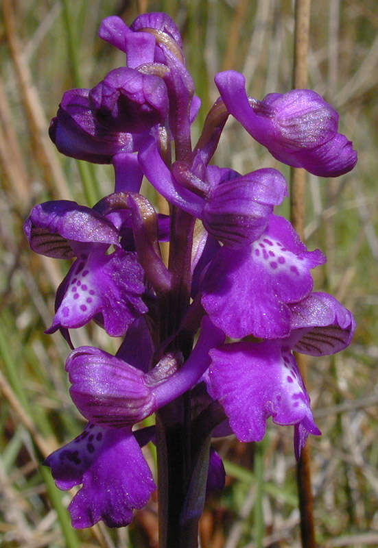 Image of Green-winged Orchid