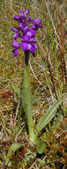 Image of Green-winged Orchid