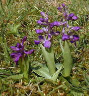 Image of Green-winged Orchid