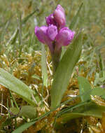 Image of Green-winged Orchid