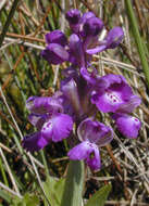 Image of Green-winged Orchid