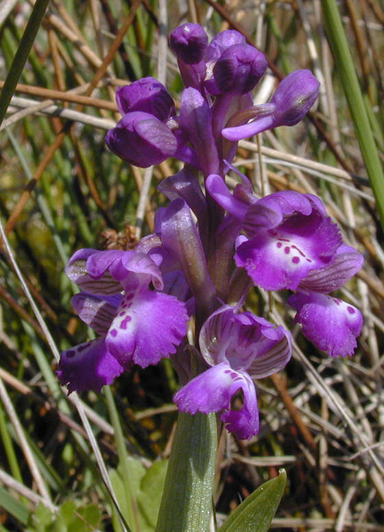 Image of Green-winged Orchid