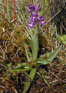 Image of Green-winged Orchid