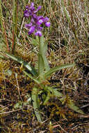 Image of Green-winged Orchid