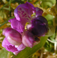 Image of Green-winged Orchid