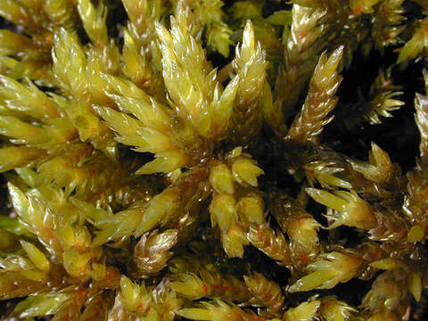 Image of tree climacium moss