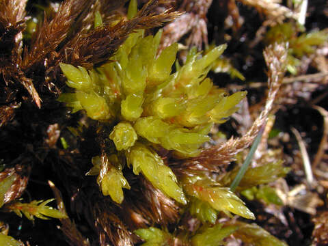 Image of tree climacium moss