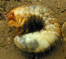 Image of Common cockchafer