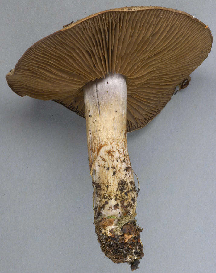 Image of Cortinarius infractus (Pers.) Fr. 1838