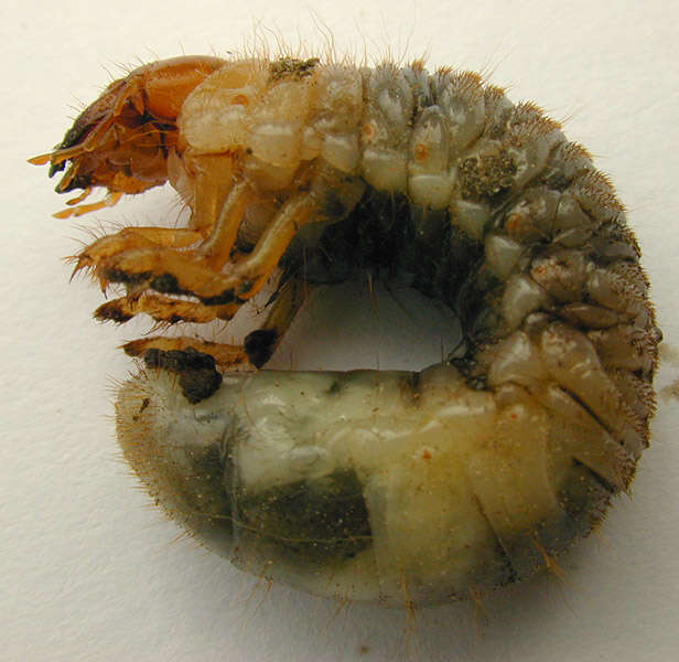 Image of Common cockchafer