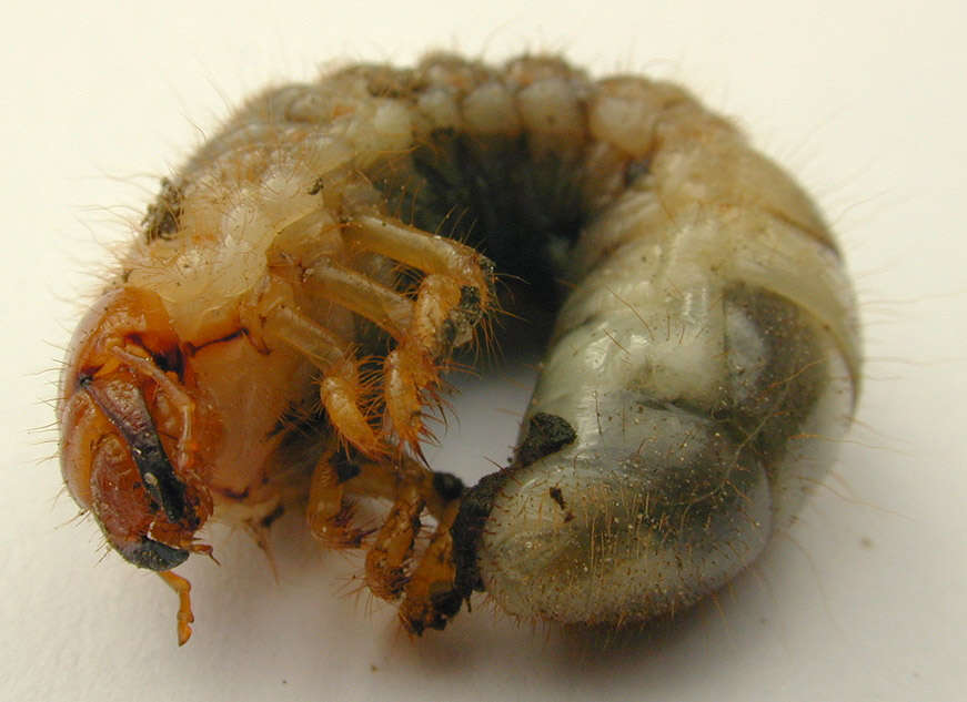 Image of Common cockchafer