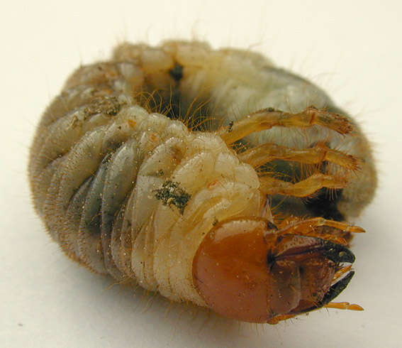 Image of Common cockchafer