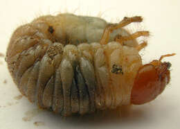 Image of Common cockchafer