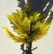 Image of tree climacium moss