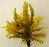 Image of tree climacium moss