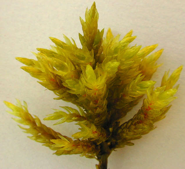 Image of tree climacium moss