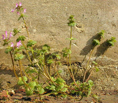 Image of common henbit