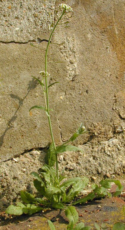 Image of shepherd's purse