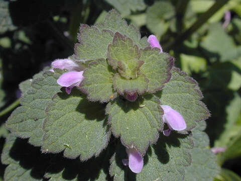 Image of purple archangel