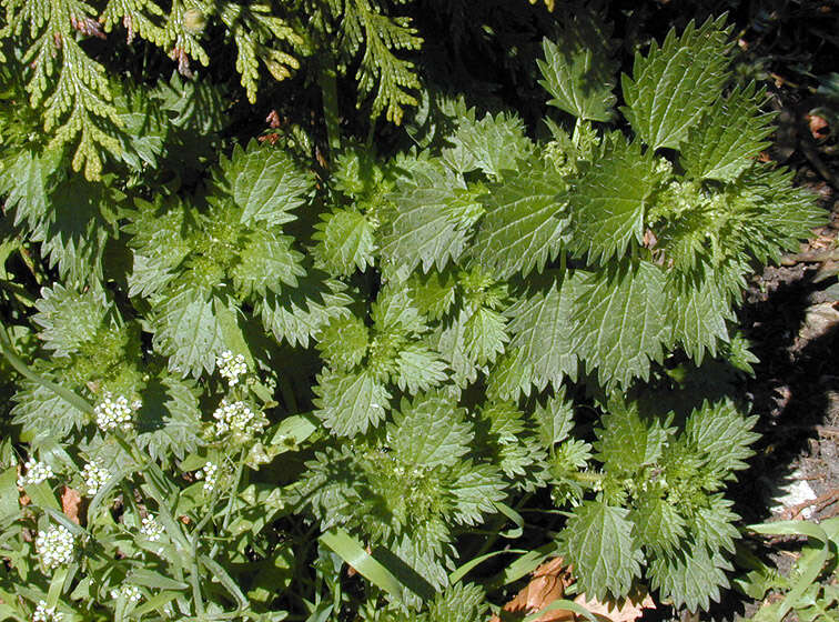 Image of Small Nettle