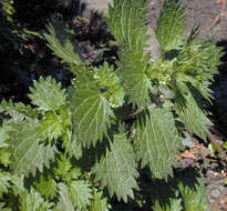 Image of Small Nettle