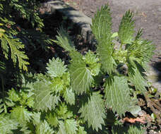 Image of Small Nettle