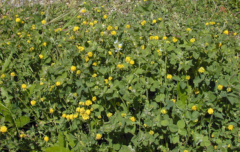 Image of black medick